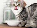 Kitten Starter Dry Food - Growth Formula