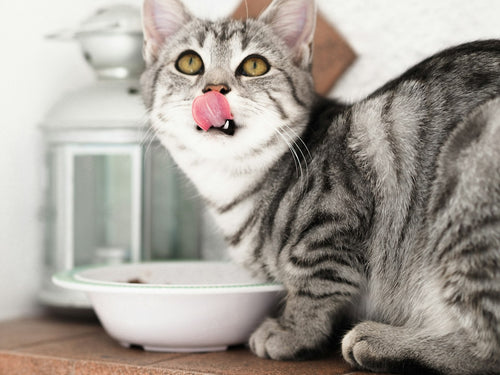 Kitten Starter Dry Food - Growth Formula