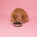 Cat Treats - Salmon Bites Value Pack