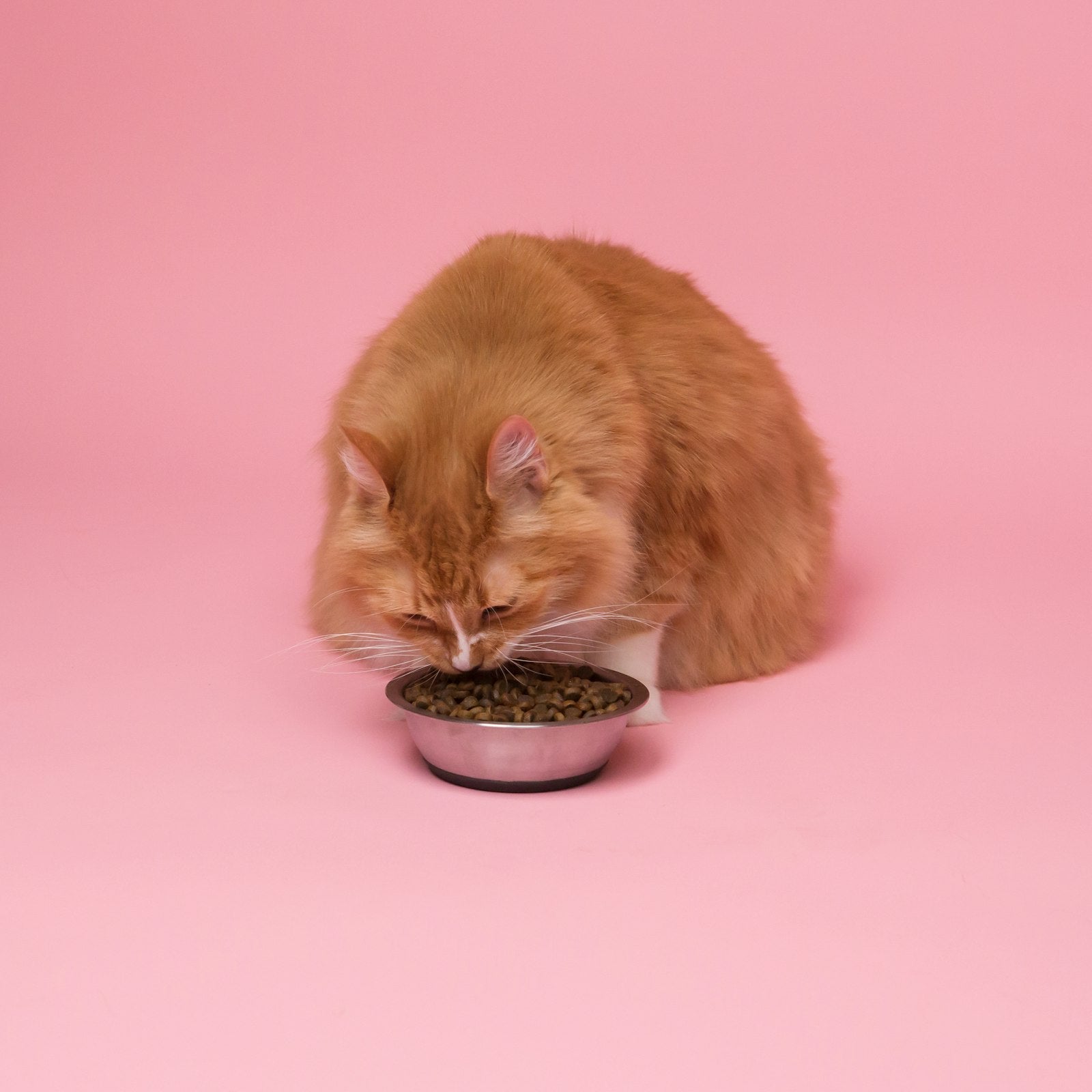Cat Treats - Salmon Bites Value Pack